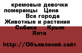 кремовые девочки померанцы › Цена ­ 30 000 - Все города Животные и растения » Собаки   . Крым,Ялта